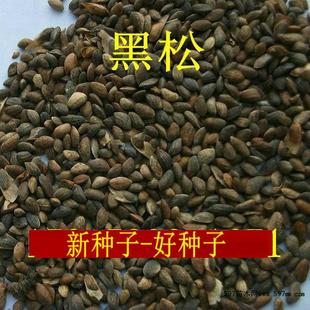 新采耐寒黑松种子松树种子盆栽黑松苗黑松盆景东北黑松籽