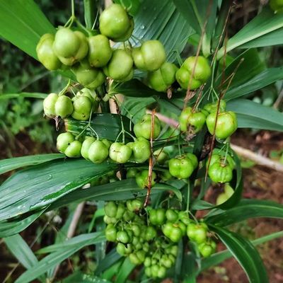 正宗鸡头黄精种子老虎姜种子节节高种子黄精已消毒杀菌
