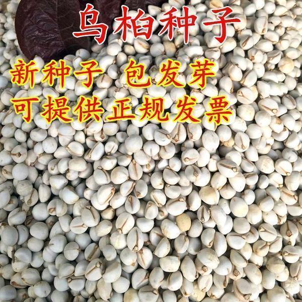 乌桕种籽新采乌桕树苗种籽子山乌桕腊子树桕子木子树林木包邮散装