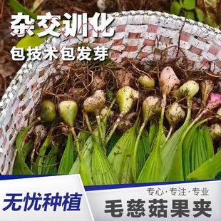 毛慈菇正宗紫花毛慈菇果种子杂交驯化果荚品种种植冰球育苗技术