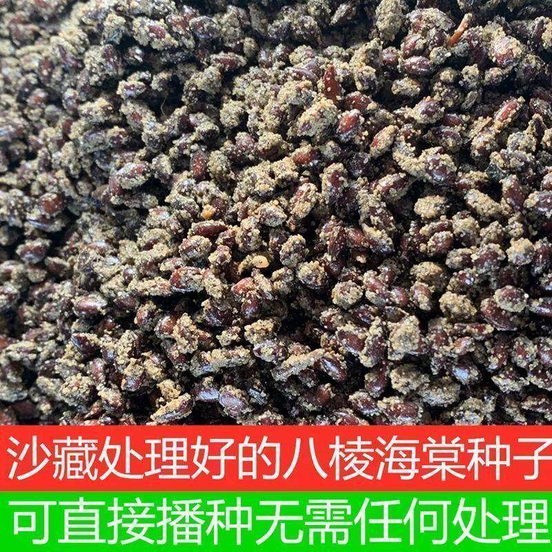 河北怀来县沙藏八棱海棠种子八棱海棠种子海棠种子可直接播种 - 实物图