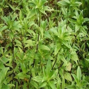 龙胆草种子 中药材种子 地胆头种子 磨地胆 鹿耳草 三花龙胆 包邮