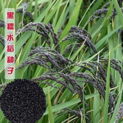 黑米谷种水稻高产可旱种黑稻种子黑米稻种种子可留种黑糯米