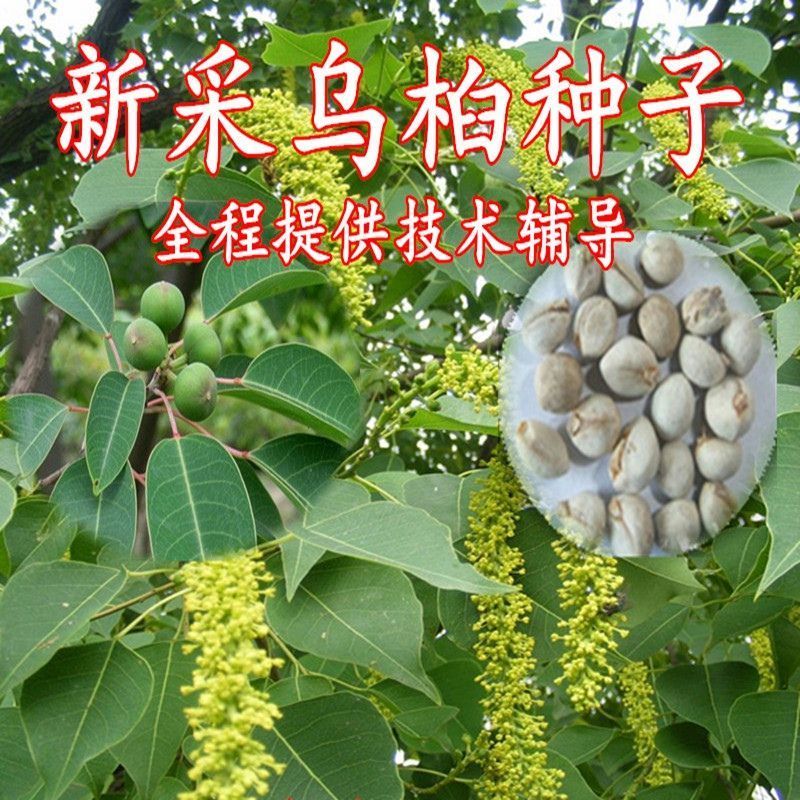 新采乌桕种子腊子树种子山乌桕种子桕子树木子树四季播种林木种籽