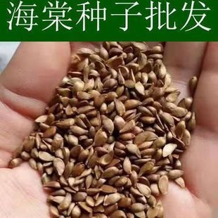 八棱海棠种子优质精选海棠种子果树种子嫁接各种苹果树主要砧木