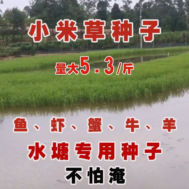 批发小米草种子雀叶稗湖南稷子水草虾蟹牧草种子鱼草种子耐涝水淹