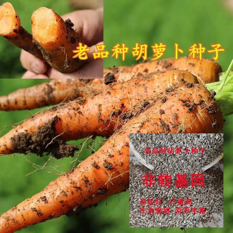 老品种胡萝卜种子非转基因可留种阳台庭院盆栽农家蔬菜种子春秋播