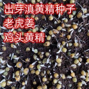 云南滇黄精种子红花带芽老虎姜南方中药材多花鸡头黄精种苗中草药