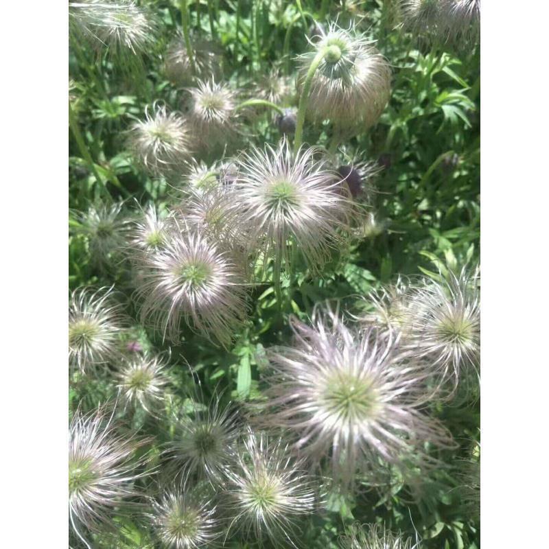 中药材白头翁种子奈何草