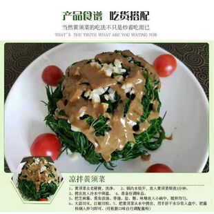 野生碱蓬菜种子海英菜黄须菜皇席菜碱蒿子盐蒿狼尾巴条四季易播种