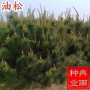 油松种子林木树种松树种籽短叶松短叶马尾松红皮松东北黑松树种籽