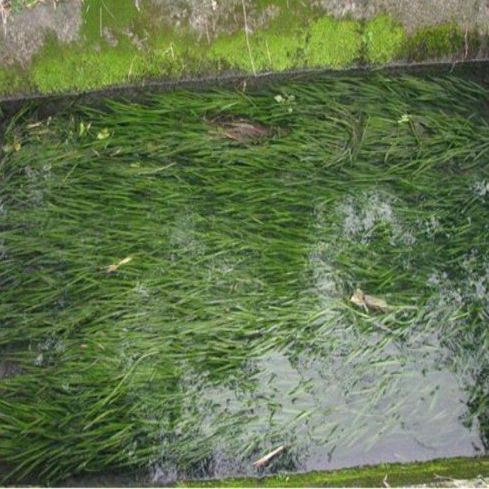 【买5斤送1斤】鱼塘水草种子苦草种子龙虾鱼蟹养殖水草籽四季包邮