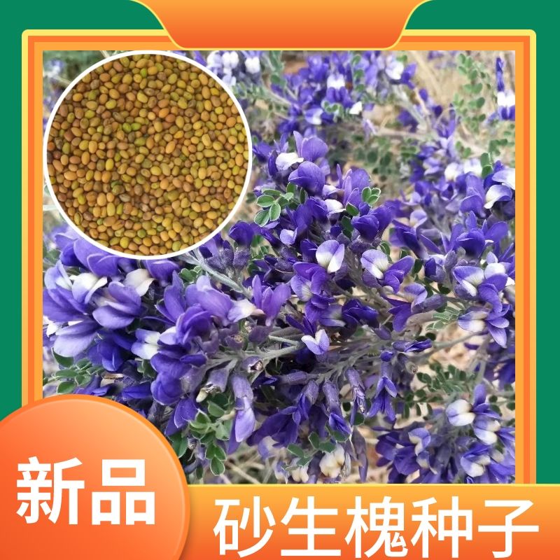 小灌木紫花砂生槐种子蜜