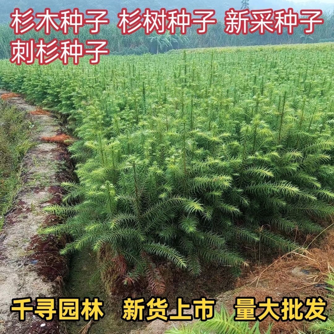 新采杉木种子 沙木 杉树种子 沙树种子 杉木小苗 林木种子