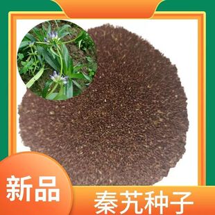 材秦艽种子种籽大叶秦艽西艽种子透气底部