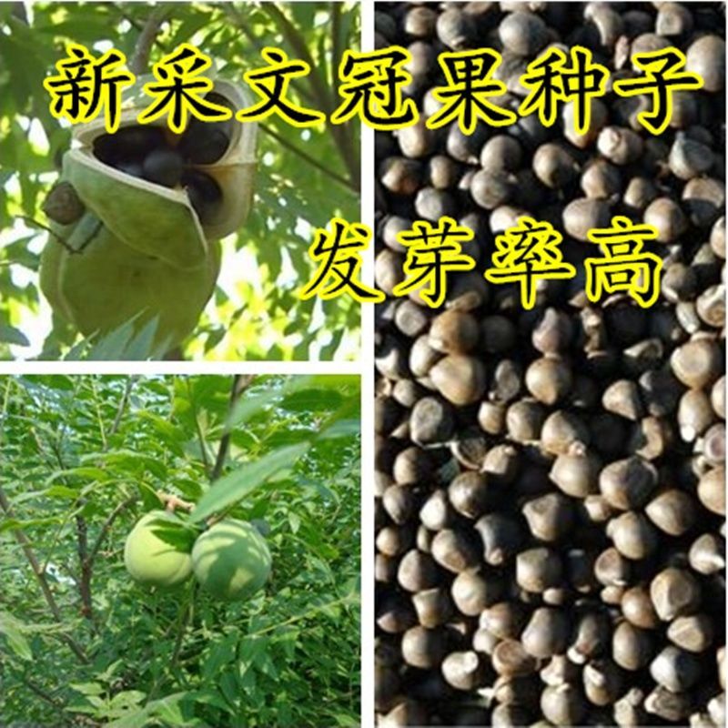 新采文冠果种子文冠木文官果土木瓜木瓜温旦革子绿化树苗种籽