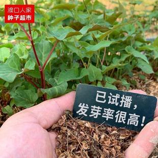 何首乌种子50粒包发芽名贵中药材种子苗根块白夜交藤籽赤首乌种子