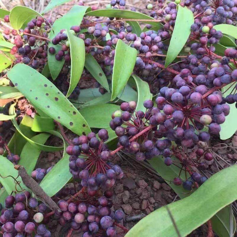 野生土茯苓种子 土茯苓苗 盆栽地栽红土苓硬饭头药材子正品价