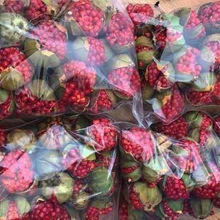 出售药材种子七叶一枝花种子滇重楼种子