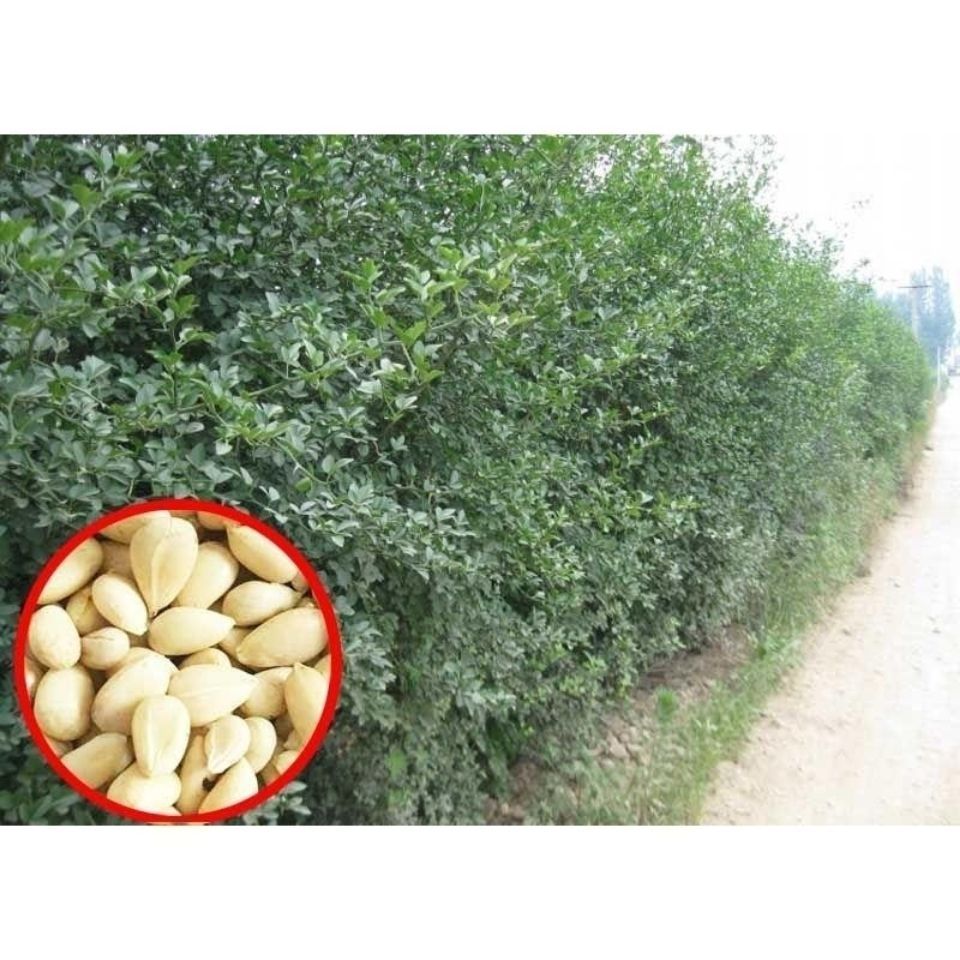 枳壳种子 枸橘种子-大量枸枳实种子 铁篱寨种子-嫁接柑橘包邮优质