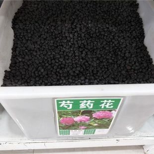 赤芍种子材芍药种子赤芍籽 白芍种子红药种籽 白芍药种苗