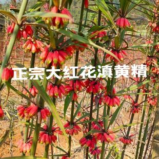 正宗红花滇黄精种子种苗红花黄精籽不倒苗出芽率高送技术