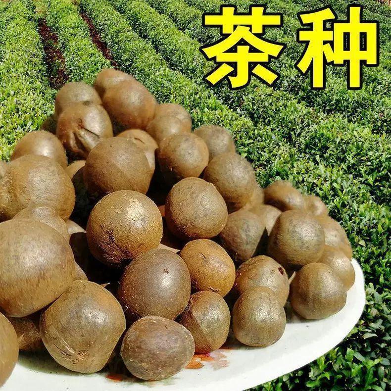 新采茶树茶叶籽特早茶毛尖108茶乌龙茶白茶