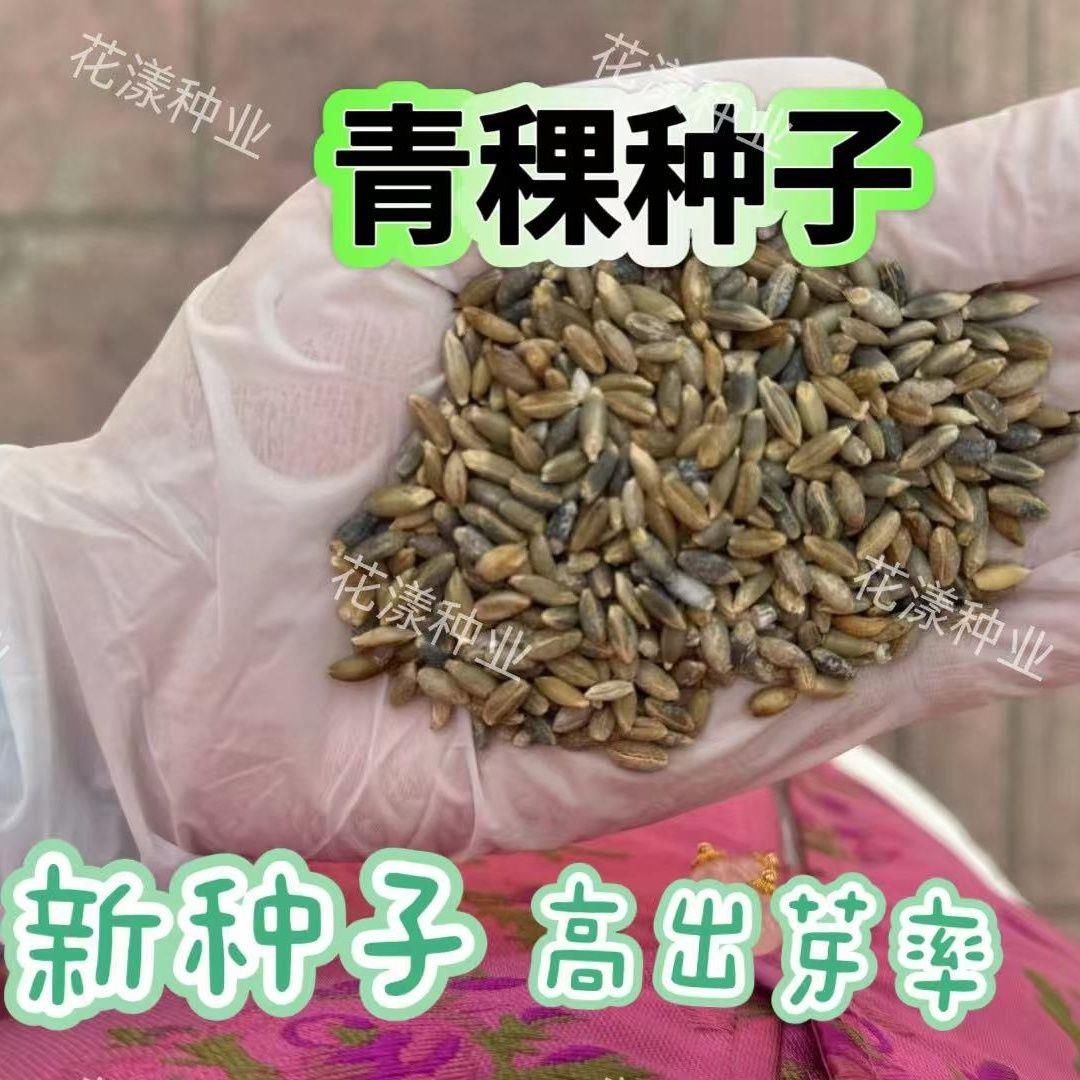 青稞种子食用青稞种子家种杂粮作物易种高产优质青稞种子