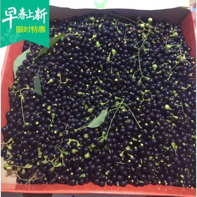新鲜香樟种子大小叶樟树籽种四季青树种油樟树可榨油绿化行道小苗