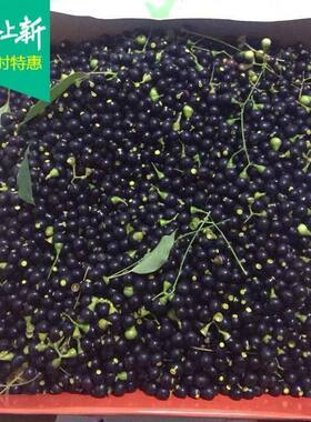 新鲜香樟种子大小叶樟树籽种四季青树种油樟树可榨油绿化行道小苗