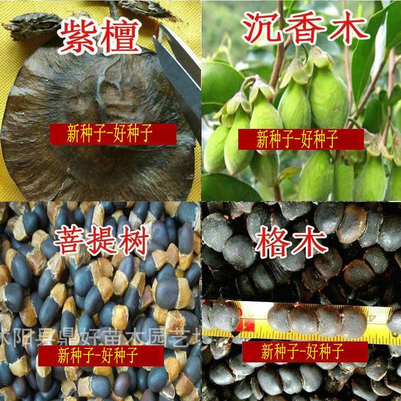 正宗小叶紫檀种子印度檀香紫檀白檀海南沉香木菩提树格木种子