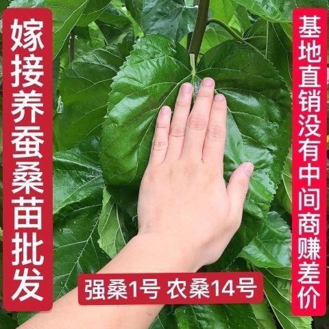 大叶桑树种子 四季桑葚果种子农桑14号 强桑1号 养蚕桑树种籽
