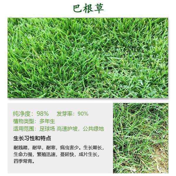 巴根草牛筋草种子铁线草护坡草籽爬地草绊根草护坡种子防水土流失