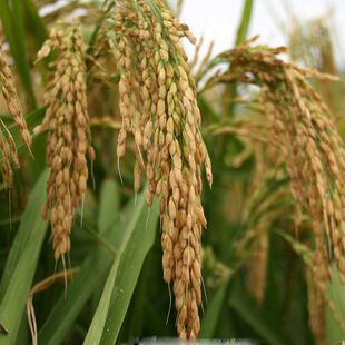 正宗高产好吃可留种水稻子旱稻种子旱谷香米旱稻籽糯谷种稻谷种子