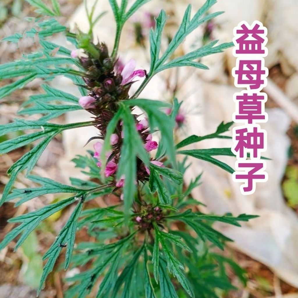 正宗益母草种子药用药材四季播种易活室内盆栽庭院多年生植物种子
