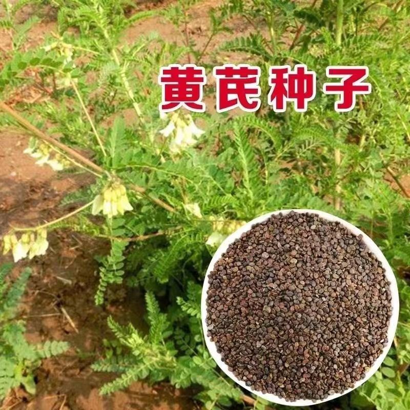 中药材黄芪种子纯新优质