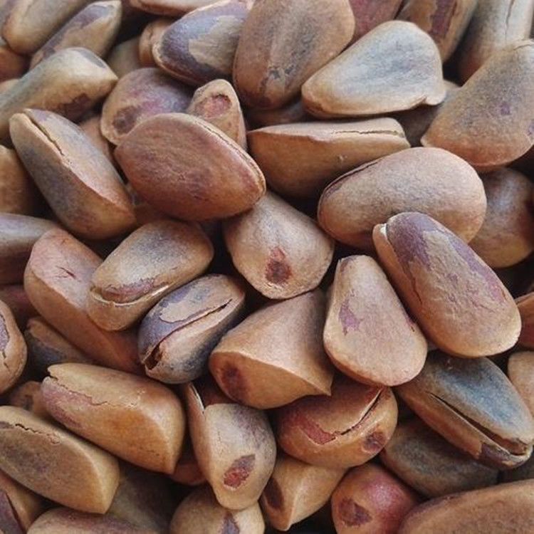 红松种子可食用松籽树苗海松果松韩松红果松朝鲜松东北松子树种子