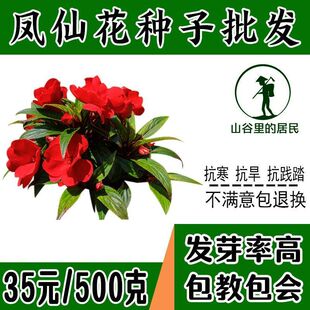 急性子种子凤仙花种子指甲花种子绿植花卉种子盆栽花混色种子