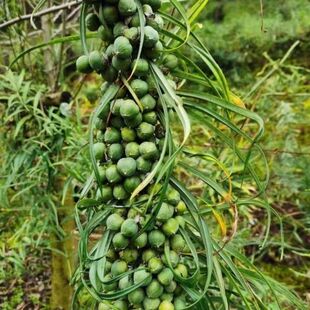 正宗云南黄精种子多花黄精种子不倒苗黄精种子老虎姜苗黄金药材种