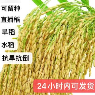 旱稻种子高产山谷种旱谷山地丘陵旱地直播常规稻谷旱谷种子