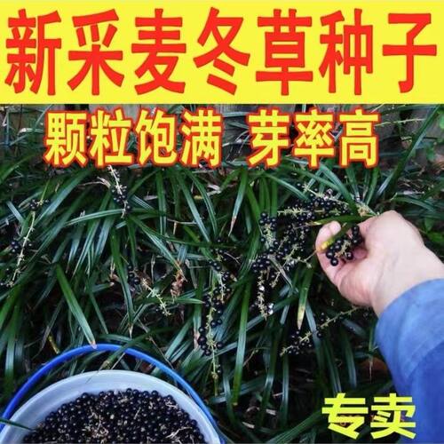 多年生麦冬种子耐寒耐热