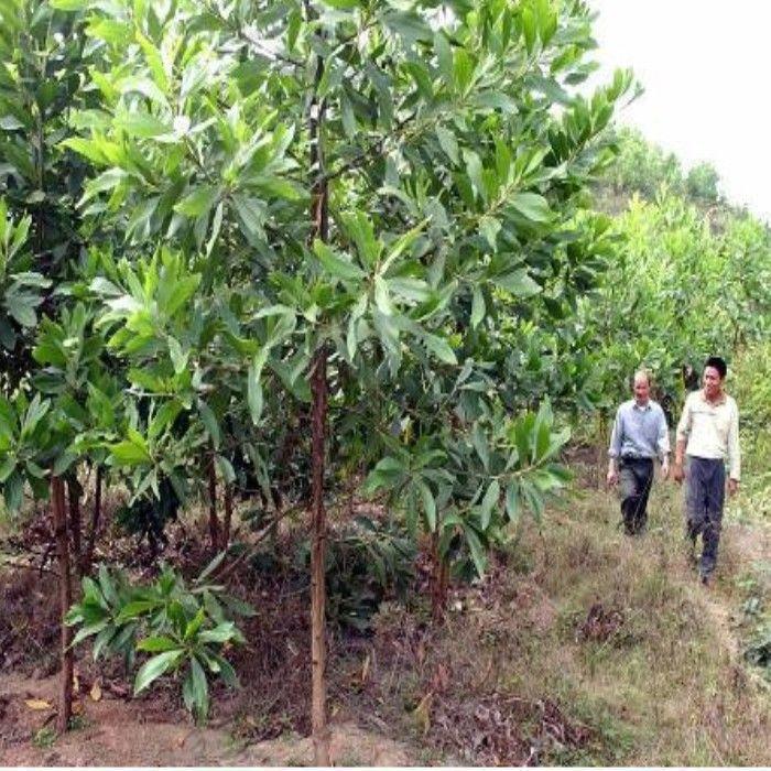 大叶相思种子台湾树马占