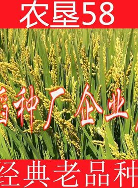 农垦58粳稻种子水稻种子香米种子高产抗病抗倒伏口感好旱稻种子