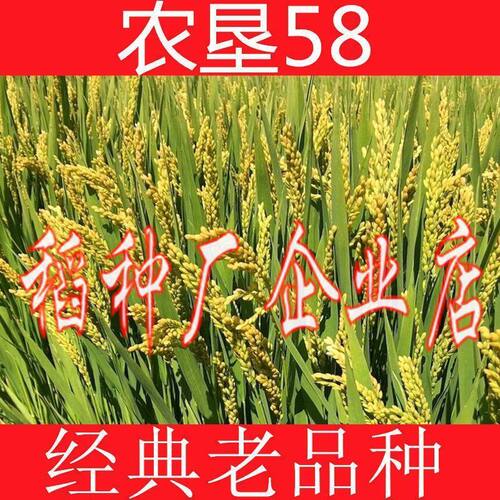 农垦58粳稻种子水稻种子香米种子高产抗病抗倒伏口感好旱稻种子
