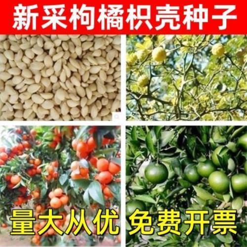 新采枸橘种子枳壳种子香橙红橘种子柑橘马甲子嫁接砧木带刺篱笆墙