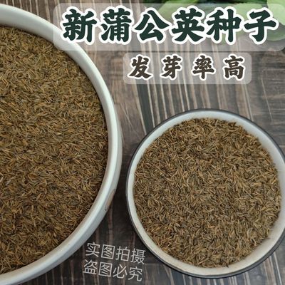 2025年新产蒲公英种子籽野菜婆婆丁种植药食用种多年生种籽蔬菜