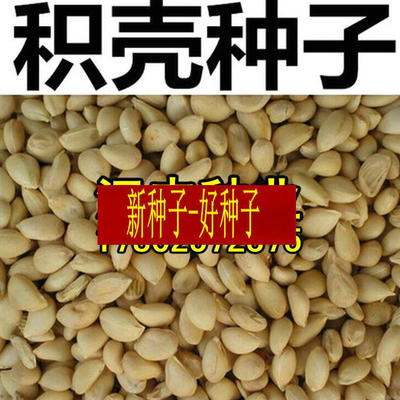新鲜枸橘种子铁篱笆枳壳