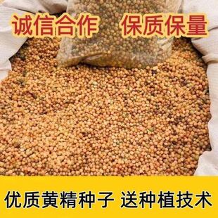 黄精种子黄精籽姜型多花黄精种子倒苗鸡头精节节高黄精干籽出芽高