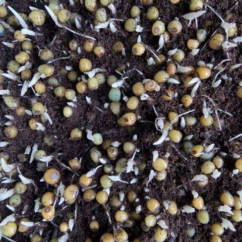 云南黄精种滇子老虎姜节