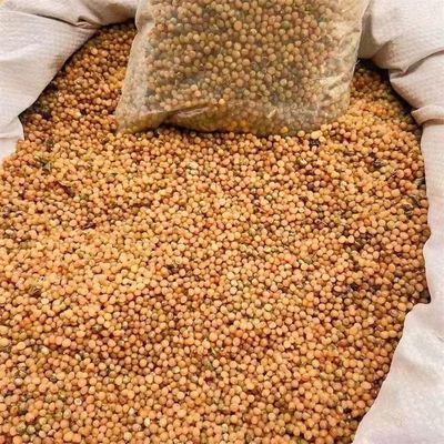 云南滇黄精种子 高杆黄精种子 多花黄精 鸡头黄精种子 去皮净籽